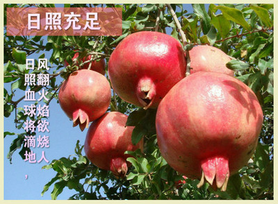 骊山脚下的甜蜜事业——探访西安市临潼区铁炉果中宝石榴种植园