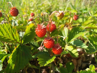 瓜果种植致富经 选对品种、找准模式，土里也能刨出金