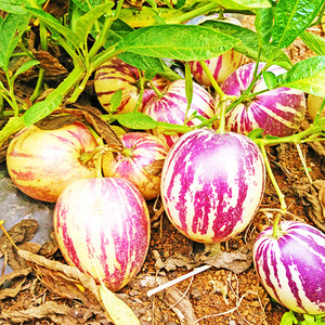 从苗木到瓜果 水果树种植与瓜果栽培全指南
