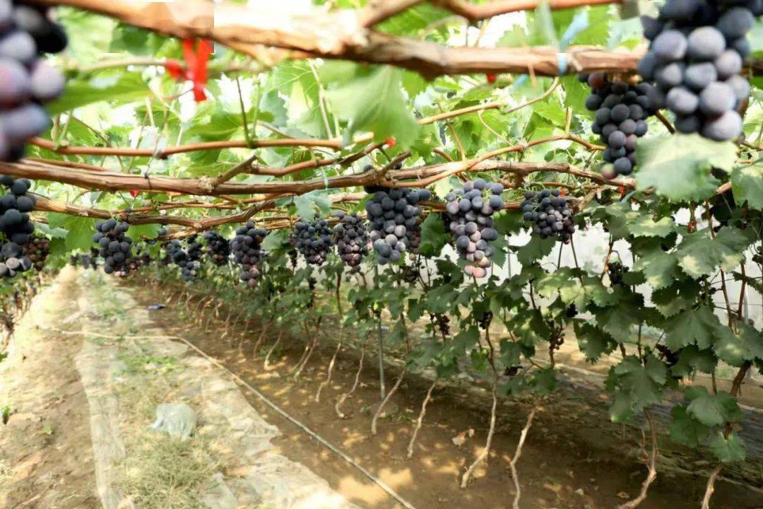 硕果满园 葡萄与瓜果种植的高清丰收画卷