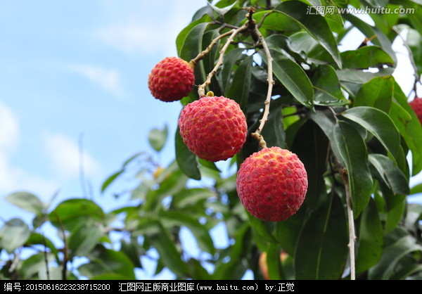 荔林深处看丰年 瓜果种植的诗意与耕耘