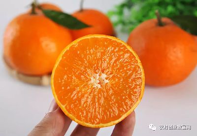 瓜果种植入门 想种植水果的老乡，看这一篇就够了