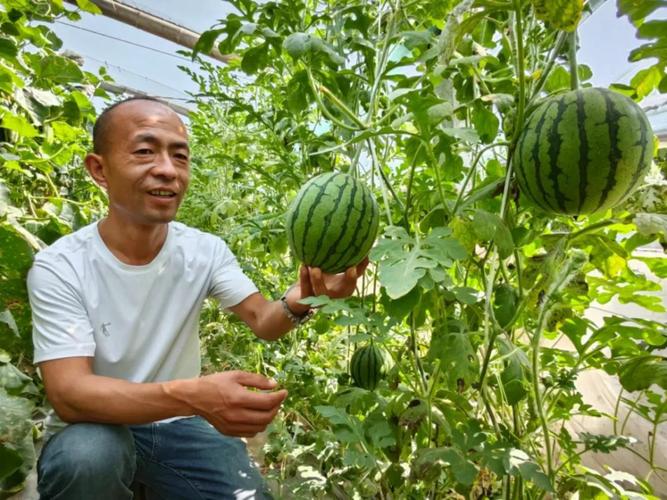 菏泽"迷你西瓜"走俏"瓜果江湖"