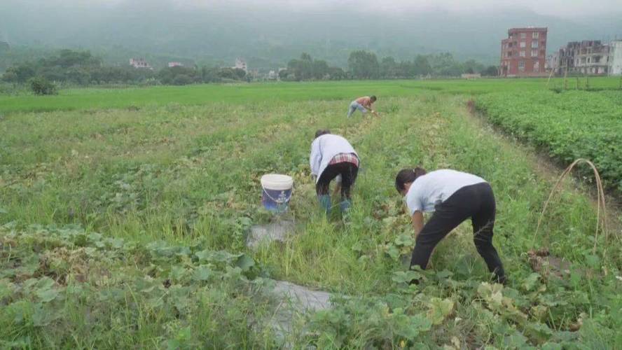 特色种植有"甜头" 瓜果飘香致富路